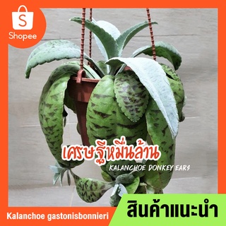 คาลันโชหูลา Kalanchoe donkey ears หรือต้นเศรษฐีหมื่นล้าน(Kalanchoe Gastonis bonnieri) ต้นไม้มงคล ส่งพร้อมกระถาง