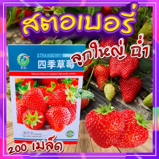 เมล็ดสตอเบอรี่ 200 เมล็ด 🍓Strawberry Giant Seeds เมล็ดพันธุ์แท้100% เมล็ดนำเข้า สตรอเบอร์รี่ยักษ์