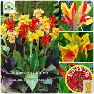 เมล็ดพันธุ์ พุทธรักษา Canna Indica Mixed Flower Seeds ต้นดอกไม้สวยๆ เมล็ดดอกไม้ พันธุ์ดอกไม้ ต้นไม้ประดับ พืชน้ำ ต้นไม้ฟ