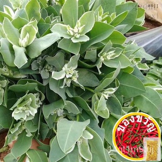 DSpring S-Euphoria Marginata (ขายส่ง) เมล็ดพันธุ์ QOIE