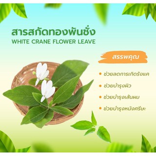 สารสกัดทองพันชั่ง / White Crane Flower Leaf Extract / สารสกัดสมุนไพร / สำหรับผสมเครื่องสำอางเท่านั้น