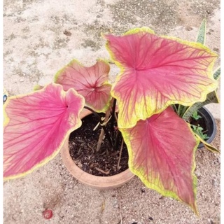 บอนเก่าใบใหญ่🌱 เกศจุฬามณี เลี้ยงง่ายอยู่นอกตู้ได้ค่ะ