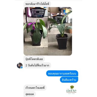 [ ส่งฟรี 🔥 ] เฌอบา อาหารเสริมต้นไม้ บำรุงกิ่ง ก้าน ใบ แบบขวดสเปรย์ Plant Food สเปรย์บำรุงใบ สเปรย์บำรุงต้นไม้ อาหารพืช