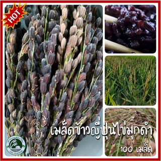 100+ เมล็ด ข้าวญี่ปุ่นไข่มุกดำ Black Pearl Japanese Rice เมล็ดข้าวญี่ปุ่นไข่มุกดำ ข้าวญี่ปุ่น ข้าวเปลือก ข้าวไข่มุกดำ