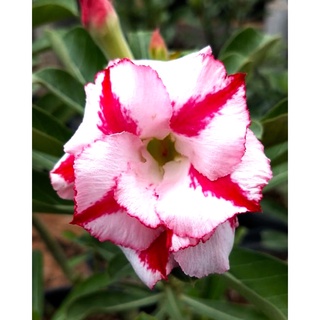 12 เมล็ด เมล็ดพันธุ์ ชวนชม สายพันธุ์ไต้หวัน ดอกซ้อน Adenium Seeds