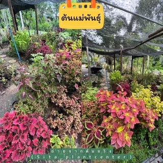 ต้นฤษีผสม 📍 (สั่ง 5 แถม 1) 5free1 ->เฉลี่ยต้นละ18฿📍แถมสูงสุด3ต้น/1order อ่านรายละเอียดข้างล่างก่อนสั่ง*เลือกแถมไม่ได้*