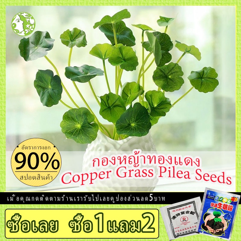 เมล็ดพันธุ์ หญ้าเหรียญ Copper Grass Pilea Seeds ​50pcs ต้นไม้ ต้นไม้ฟอกอากาศ ไม้ประดับ ต้นไม้จัด ไม้ประดับ ต้นไม้จัดสวน