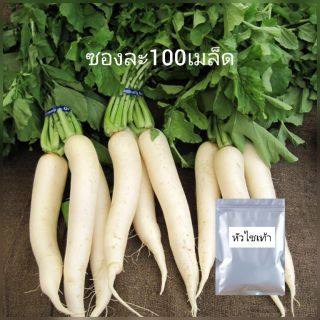 เมล็ดพันธุ์ หัวไชเท้า100เมล็ด | เมล็ดผักหัวไชเท้าเมล็ดพันธุ์ดีปลูกง่ายงอกไวปลูกในกระถางได้