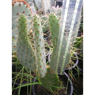 Opuntia Engelmannii Linguiformis ลิ้นวัว