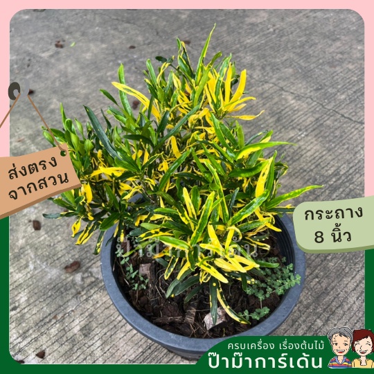 โกสน เกลียวทองเล็ก ส่งพร้อมกระถาง 11 นิ้ว