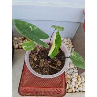 บอนกระดาดก้านดำ ด่าง alocasia black stem variegated🌱✌✌