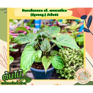 เสน่ห์จันทน์นาค🪴  (Homalomena cf. aromatica (Spreng.) Schott)