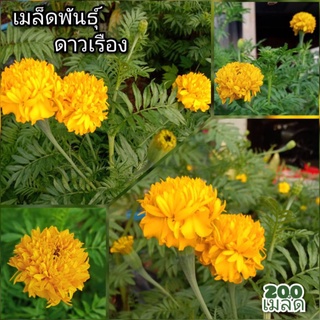 เมล็ดพันธุ์ ดาวเรือง ดอกดาวเรือง (200 เมล็ด)