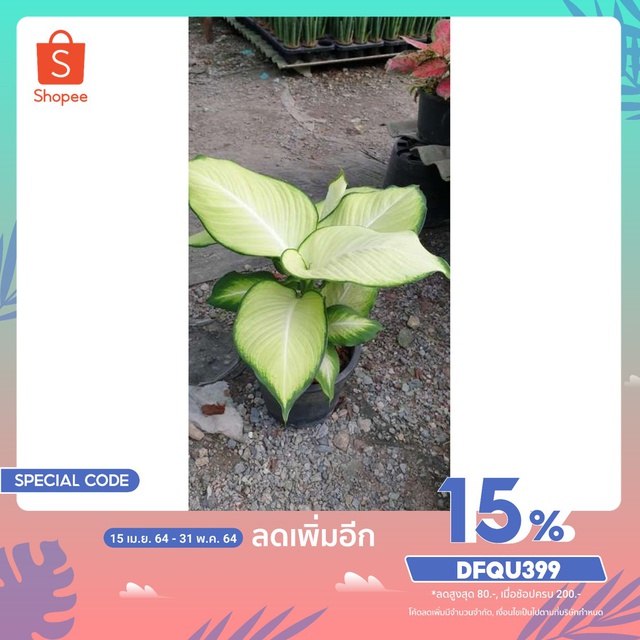 ต้นแสงจันทร์ทรา  Dieffenbachia sp. เป็นต้นไม้มงคลที่มีใบสวยโดดเด่น จะสะท้อนแสงสีนวลเมื่อโดนแสงจันทร์