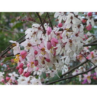 50 เมล็ด เมล็ดพันธุ์ กัลปพฤกษ์ (Pink cassia) ดอกสีชมพูขาว ให้ดอกเป็นช่อ ดอกบานพร้อมกันเต็มต้น