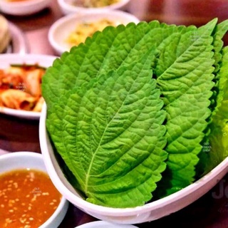 เมล็ดพันธุ์ชิโสะเกาหลี