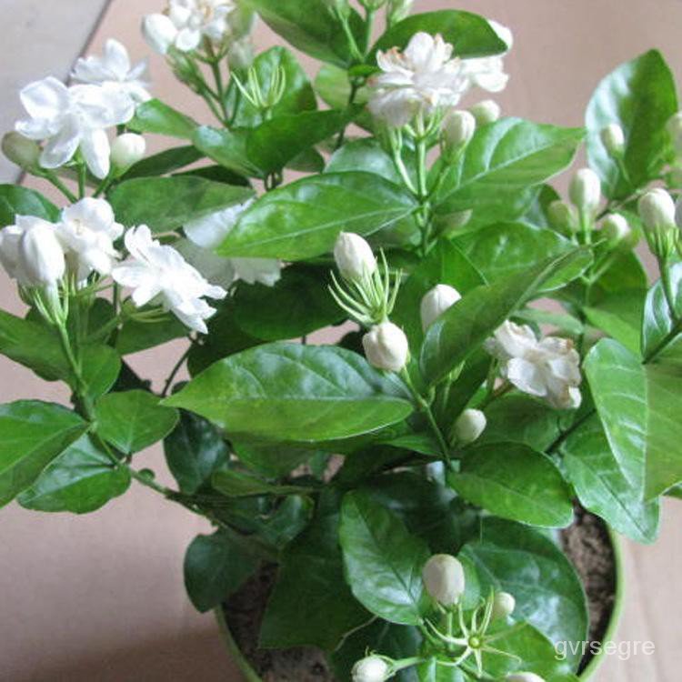 20 seeds/pack Bonsai ornamental flower seeds jasmine flower seeds zUlN