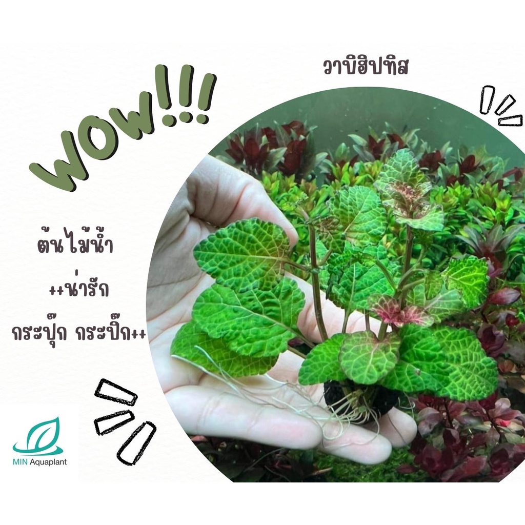วาบิฮิปทิส(Hyptis) พร้อมปลูก ต้นไม้มีรากแล้ว