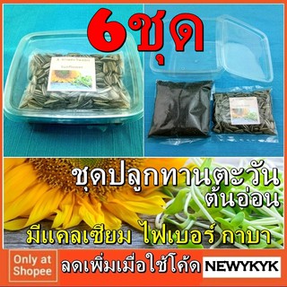 🔥ชุดปลูก 6ชุด ต้นอ่อนทานตะวัน ออร์แกนิค เมล็ด + ดิน + ถ้วย + คู่มือ พร้อมปลูก หญ้าแมว เมล็ดทานตะวัน ถ้วยพลาสติก สลัด 233