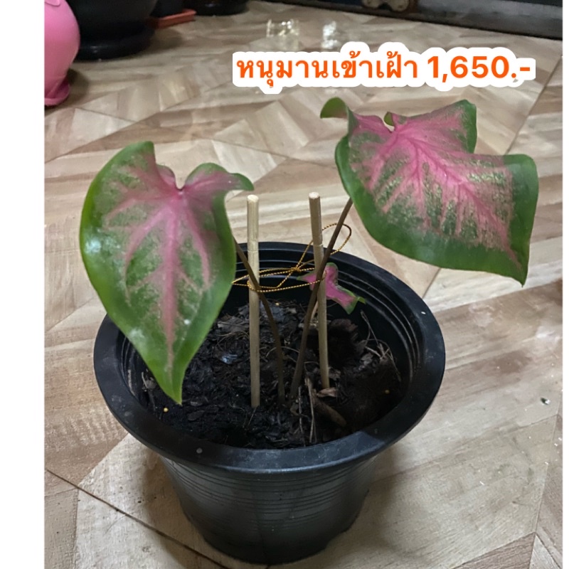 บอนสีหนุมานเข้าเฝ้า บอนโบราณ