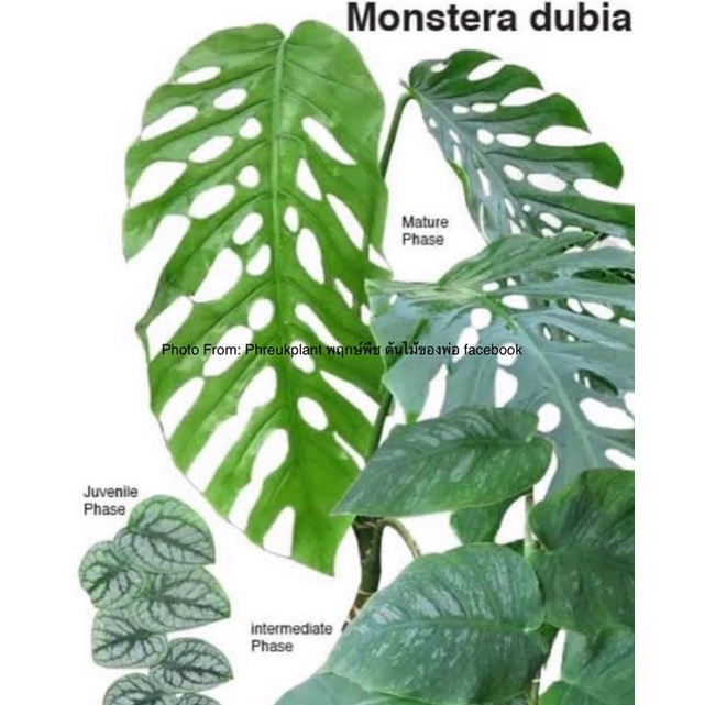 มอนสเตอร่า ดูเบีย Monstera dubia กระถางประมาณ4-5นิ้ว ต้นไม้เกาะกำแพง เป็นไม้เมื่อโตจะกลายร่าง หายากกก