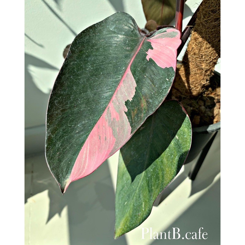philodendron Pink Princess