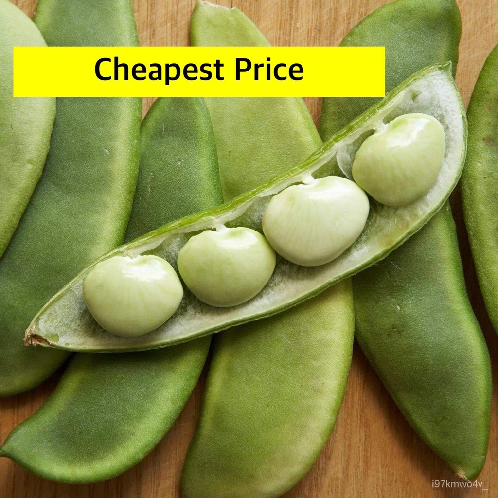 จุดประเทศไทย Lima Beans PATANI BEANS 4grams 68 seeds Vegetables Plants