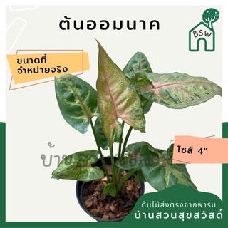 ออมนาค ต้นออมนาค กระถาง 4 นิ้ว syngonium สีสวยหวาน