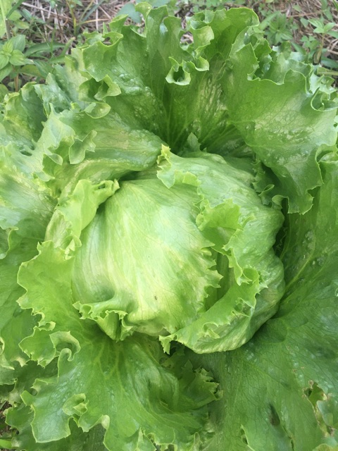 ปุ๋ยอินทรีย์ ชนิดเม็ด เร่งใบ บำรุงต้น ปรับสภาพดิน แบ่งขาย 1 กิโลกรัม (ซีโอไลท์สูตรพิเศษ) - รูปที่ 5