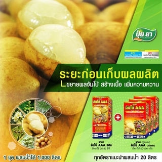 ขยายผลจัมโบ้ลำไย ระยะก่อนเก็บ ปุ๋ยยา ขยายผลก่อนเก็บ 15-30 วัน เร่งขยายลูก  ผิวเหลืองสวย เนื้อหนาขนาด 1 ลิตร + 3 กิโลกรัม