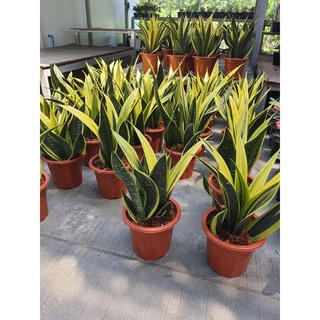 Sansevieria trifasciatahort. ex Prain cv. Goldflame  ลิ้นมังกร โกลเด้นเฟรม (GOLDEN FRAME) ไม้ฟอกอ