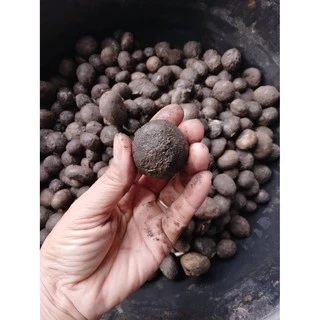 เชื้อเห็ดเผาะ/เห็ดถอบสูตรเข้มข้น คัดแต่ลูกที่มีสปอร์สีดำ นำมาเพาะเชื้อ แล้วนำมาราดกับรากต้นไม้อาศัย เพื่อให้เชื้อเกาะราก