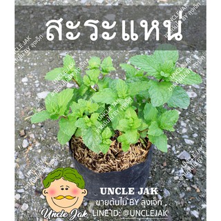 สะระแหน่ ต้นสะระแหน่ สั่งขั้นต่ำ 2 ต้น ผักสวนครัว มีรากพร้อมปลูก