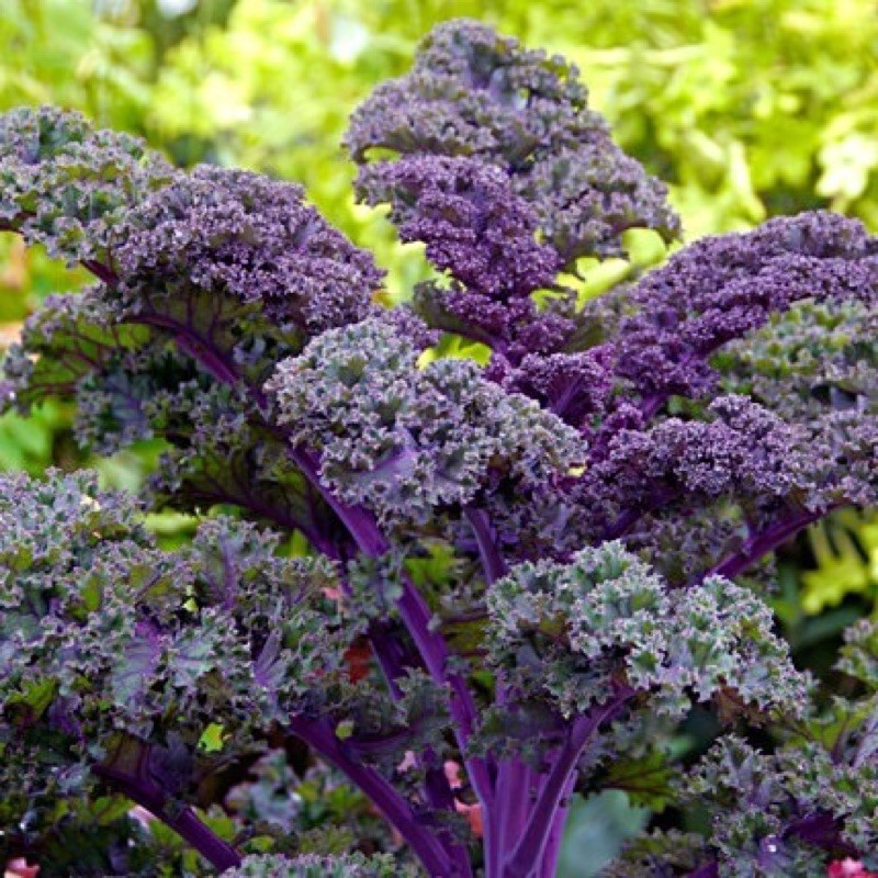 เมล็ดพันธุ์เคล เรดบอร์ เคลใบหงิกสีม่วง Redbor Kale F1 Seed 10 เมล็ด นำเข้าจาก USA ของแท้ 100%