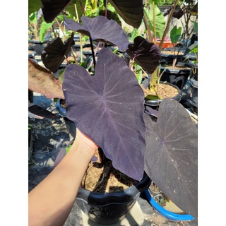 Colocasia Black Magic