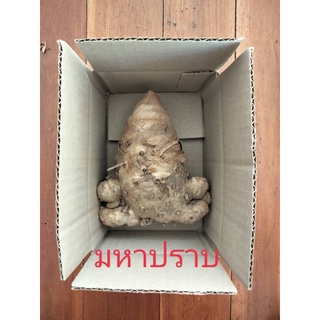 ว่านมหาปราบ1เหง้าใหญ่(M) ปัดเป่าคุ้มภัยคงกระพันชาตรี สมุนไพร ไม้มงคล หัวว่านมหาปราบ