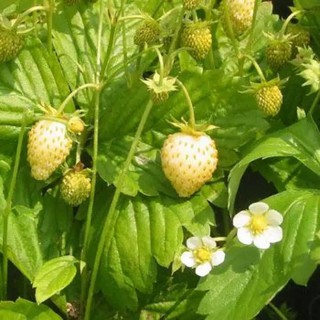 เมล็ดพันธุ์ Strawberry สายพันธุ์ Fragaria vesca alpine Strawberry white soul 50 เมล็ด เมล็ดพันธุ์นำเข้าจาก ยุโรป