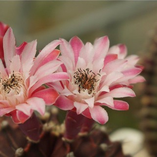 Gymnocalycium Cactus ยิมโนคาไลเซียมม่วงดอกสีชมพูม่วงทูโทนขนาดเส้นรอบต้น 8-10 cm