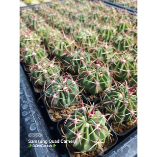 Ferocactus latispinas ลิ้นปีศาจ(4.5-6)