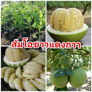 ต้นส้มโอขาวแตงกวา รสชาติหวานซ่อนเปรี้ยว ไม่มีเมล็ด เนื้อสีเหลืองน้ำผึ้ง ต้นพันธุ์เสียบยอดสูง 40-50 ซม.แข็งแรงพร้อมปลูก