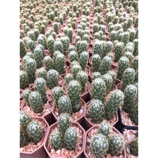 กระบองนิ้วทอง Mammillaria Elongate