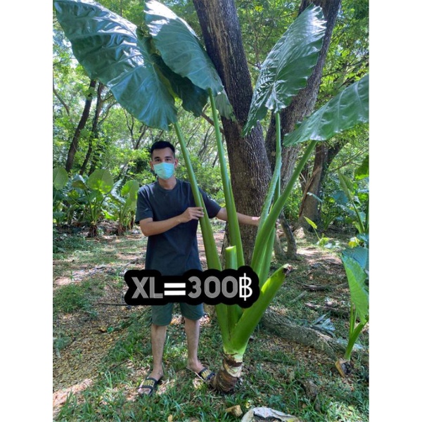 1แถม1 XL320บอนกระดาดยักษ์  ต้นบอลกระดาษยักษ์ #หายากมาก