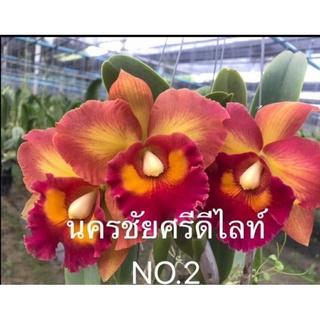 กล้วยไม้แคทลียา นครชัยศรี ดีไลท์ NO.2 กระถาง 3.5 นิ้ว(ส่งแบบไม่มีดอก ขนาดตามภาพตัวอย่าง