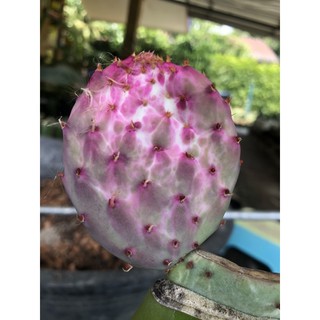 violaceavar. santarita variegatedด่าง