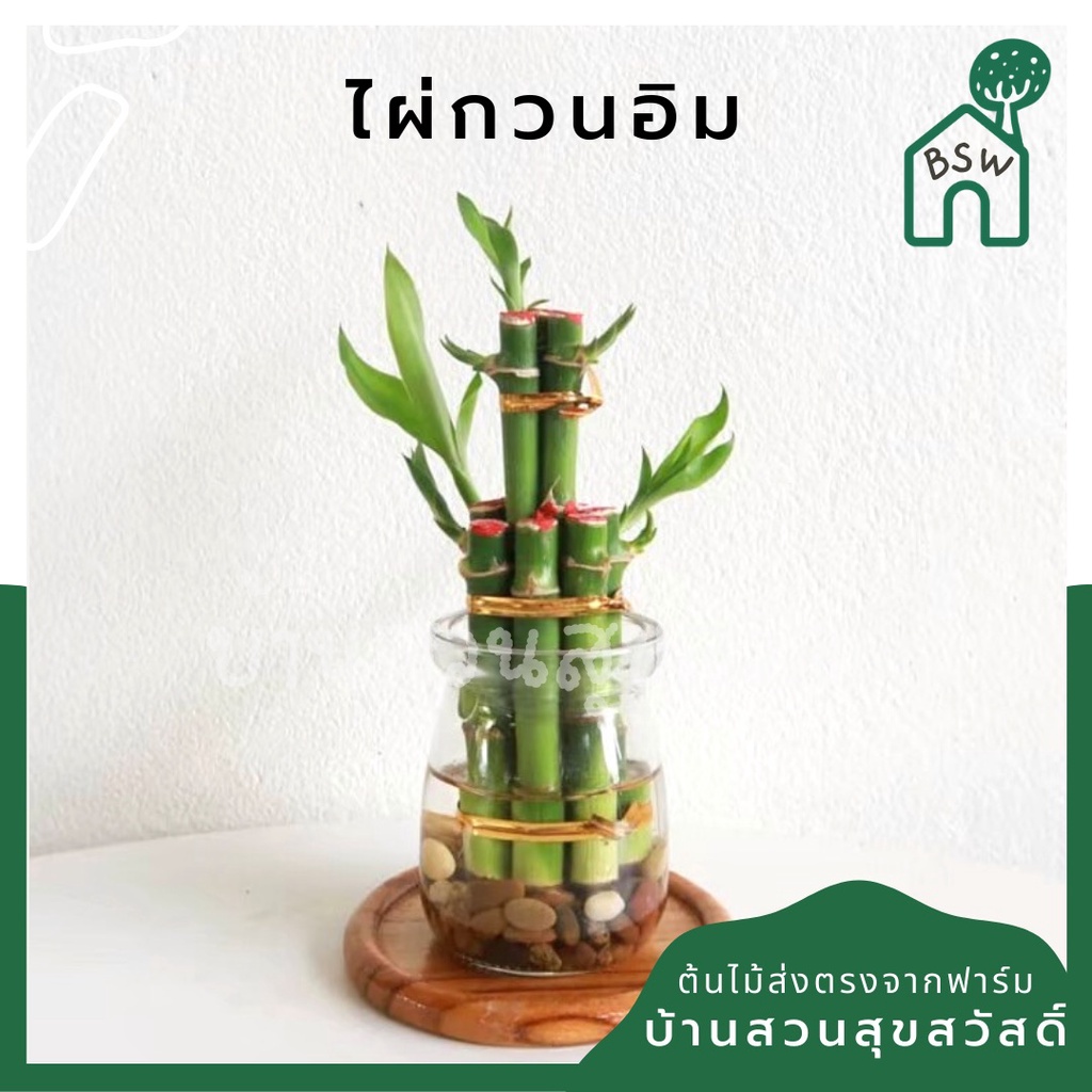 ไผ่กวนอิม 3 ชั้น เหมาะสำหรับใน ออฟฟิต