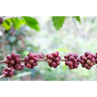 DC เมล็ดกาแฟคั่วกลางค่อนเข้ม Full City+ Roast ขนาด 500g. จากดอยช้าง คั่วใหม่ทุกวัน ส่งออกทุกเช้า
