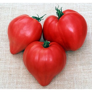 เมล็ด มะเขือเทศหัวใจ - PINK OXHEART Tomato