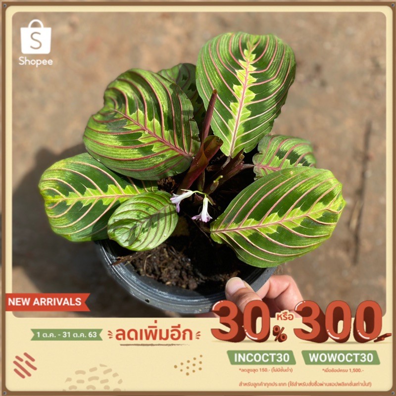 คล้ามารันต้าเรด Red maranta ไม้ตามหา ไม้หายาก ไม้สะสม