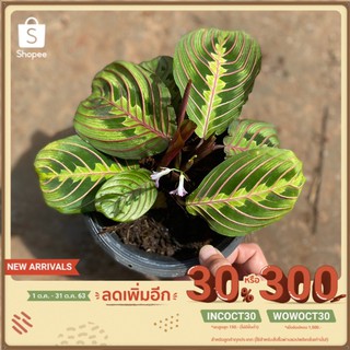 คล้ามารันต้าเรด Red maranta ไม้ตามหา ไม้หายาก ไม้สะสม