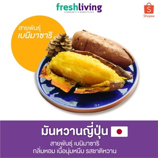 มันหวานญี่ปุ่น เบนิมาซาริ ครบไซส์ Snack / M / L  กลิ่นหอม เนื้อนุ่มหนึบ รสชาติหวาน Shitori